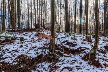 Alman Alplerinde kış