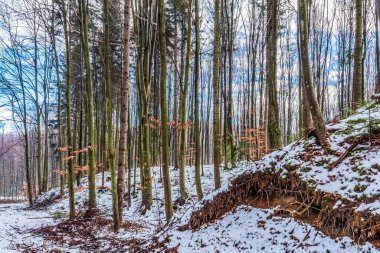 Karla kaplı ağaçlarda bir kış ormanı