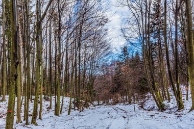 Kış manzarasında bir patika.