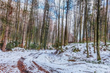 Kışın güzel bir orman, doğa geçmişi.