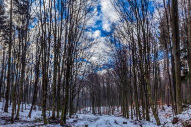 Karlı ve ağaçlı kış ormanı