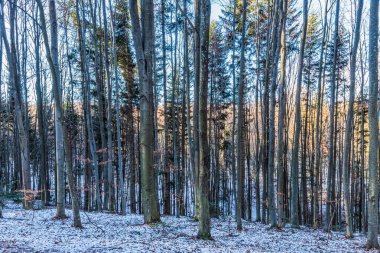 Karla kaplı ağaçlarla kaplı güzel kış manzarası