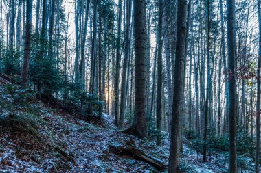 Karlı güzel kış ormanı