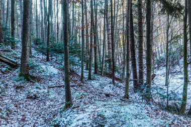 Kış ormanı karla kaplı