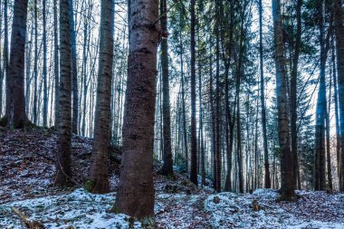 Orman karla kaplı ve çam ağacı