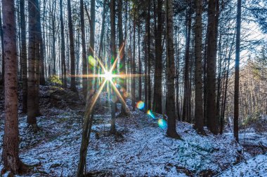 Kış ormanı karla kaplı