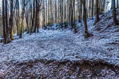 Karlı ormanın dikey görüntüsü.