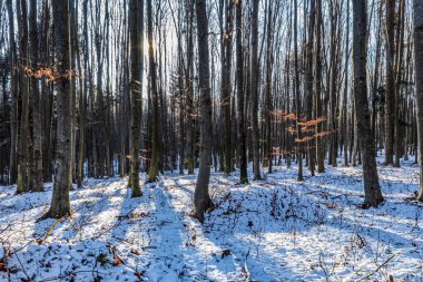 Kışın ormanda, karda.