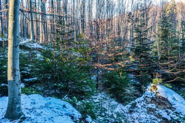 Karpatlar kış manzarası
