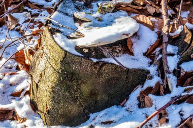 Karda sonbahar mantarının yakın çekimi.