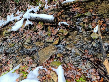 Gündüz vakti ormandaki bir derenin yakın çekim görüntüsü.