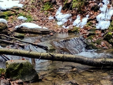 Ormanda küçük bir nehir.