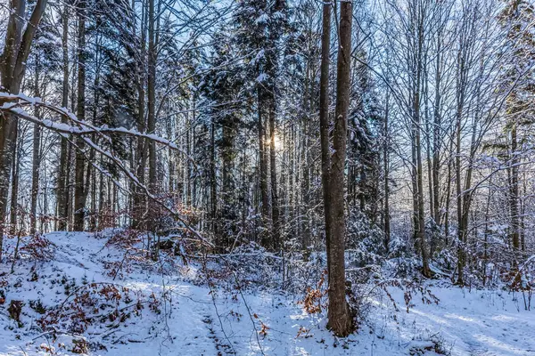 Ağaçlar ve karla kaplı güzel kış manzarası