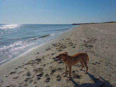 Köpek güneşli bir günde kumsalda yürüyor.