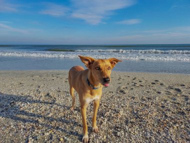 Sabahları sahilde bir köpek.