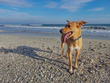 Sahildeki köpek portresi