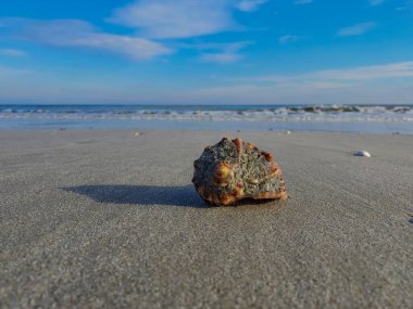 Sahilde deniz taşları ve deniz kabukları