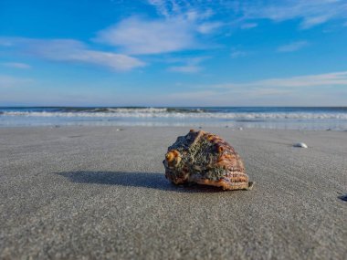 Sahildeki deniz kaplumbağası.