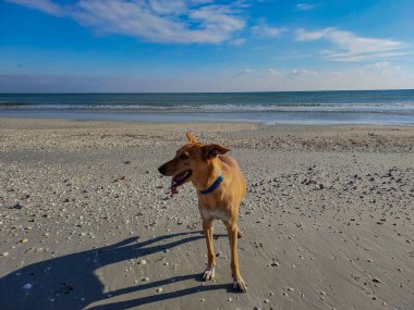 Yaz günü Baltık Denizi 'nin sahilinde bir köpek.