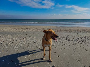 Bir köpeğin portresi.