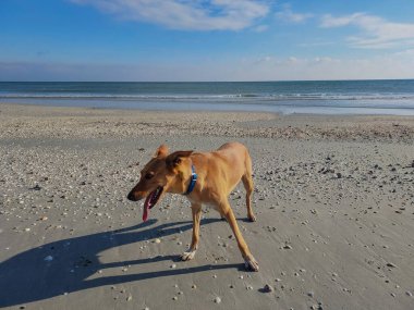 Köpek sahilde yürüyor..