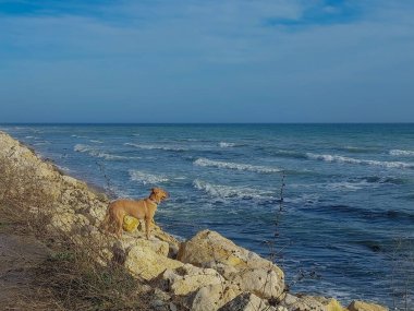 SİZE sahilinde denizde bir köpek.