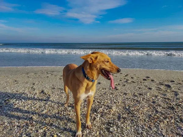 Sahilde mavi gökyüzü ile yürüyen Golden Retriever 'ın dikey çekimi.