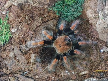 Örümceğin yuvası