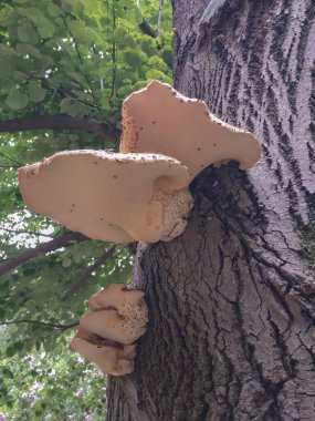 Bir mantara yaklaş.