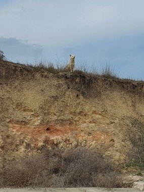 Kedi yerde oturuyor..