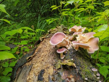 Ormanda büyüyen mantar
