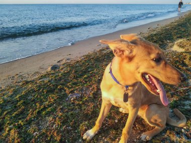 Denizde bir köpek, deniz sahilde uzanıyor..
