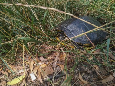 Ormandaki kaplumbağa.