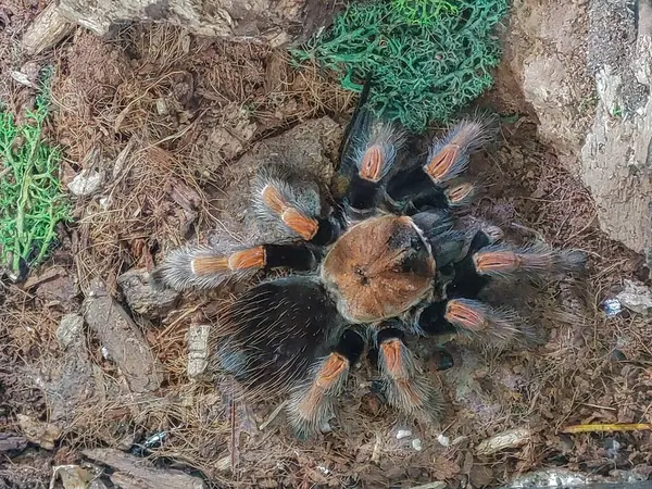 Örümceğin yuvası