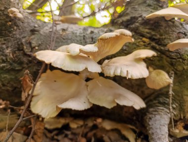 Ağaç gövdesinde beyaz mantarlar. sonbahar arkaplanı