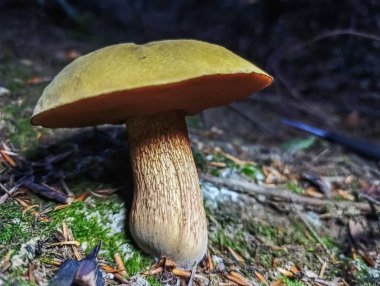 Ormanda bir mantarın yakın çekimi.