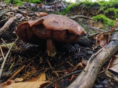 Ormandaki ağaçta mantar