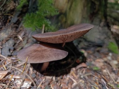 Ormandaki kahverengi mantarın yakın çekimi.