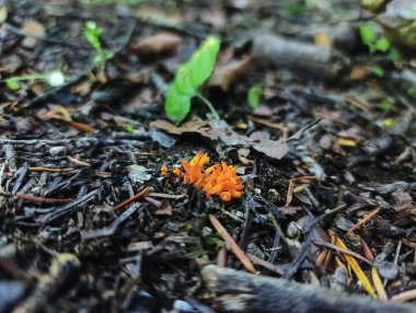 Güzel botanik fotoğrafı, doğal duvar kağıdı.