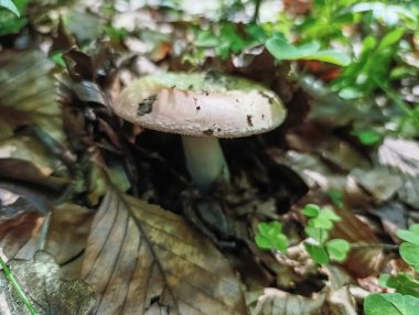 Ormandaki mantarlar.