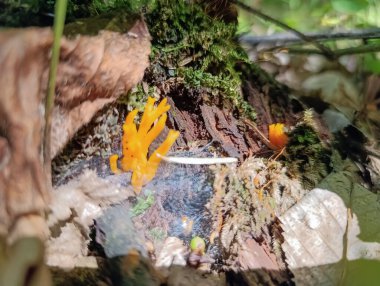 Ormandaki bir mantarı kapat.