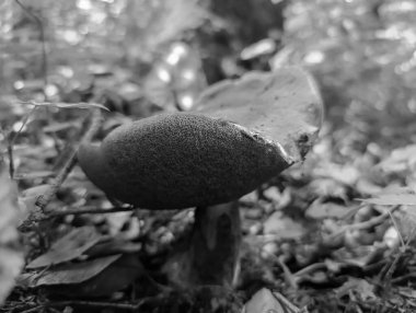 Siyah bir yosun üzerinde büyüyen mantar.