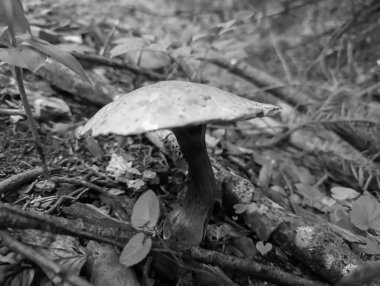 Ormanın siyah beyaz fotoğrafı.