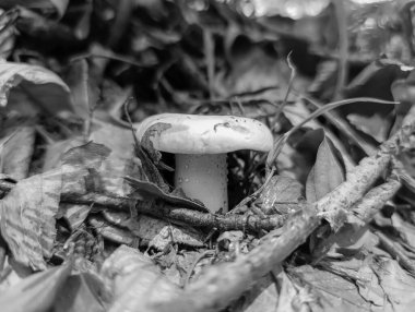 Ormanda beyaz mantar, doğa bitki örtüsü