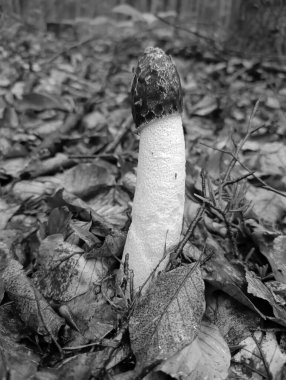 Yerde büyük bir mantar..