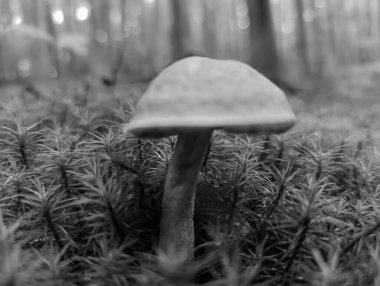 Ormanda büyüyen beyaz mantar