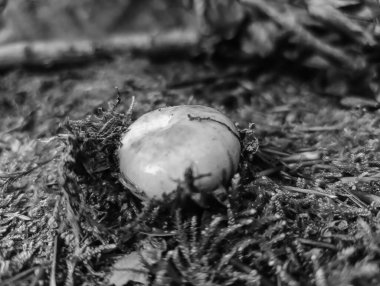 bir ağaç üzerinde mantar