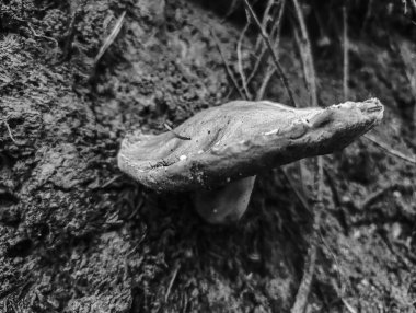 Ağacın siyah beyaz fotoğrafı