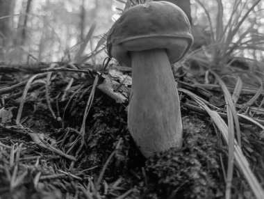 Ağaçta siyah beyaz mantar