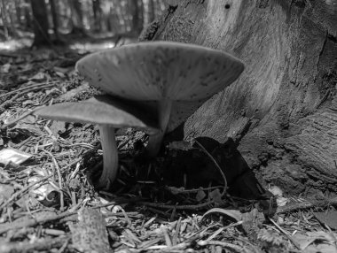 Ormanda siyah mantar